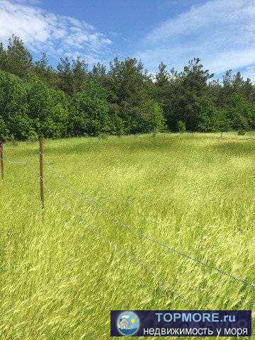 В тихом районе (п.Светлый). Участок правильной формы, чистый, ровный. - 2
