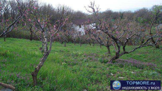 срочно! Продам земельный участок под строительство с видом на море , с плодоносящим персиковым садом. Участок... - 1