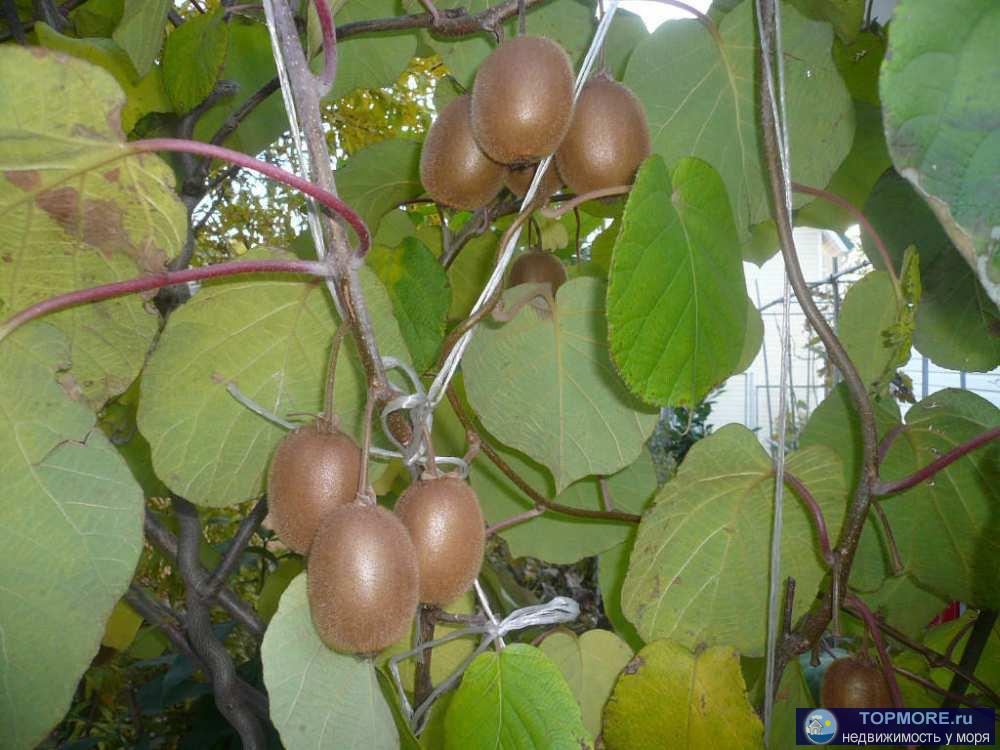 3х этажный дом в Сочи. Шевцовой 4. Участок ижс 6 соток, площадь дома — 180 м.кв.Дом построен в 2012 г., бетонный,... - 2