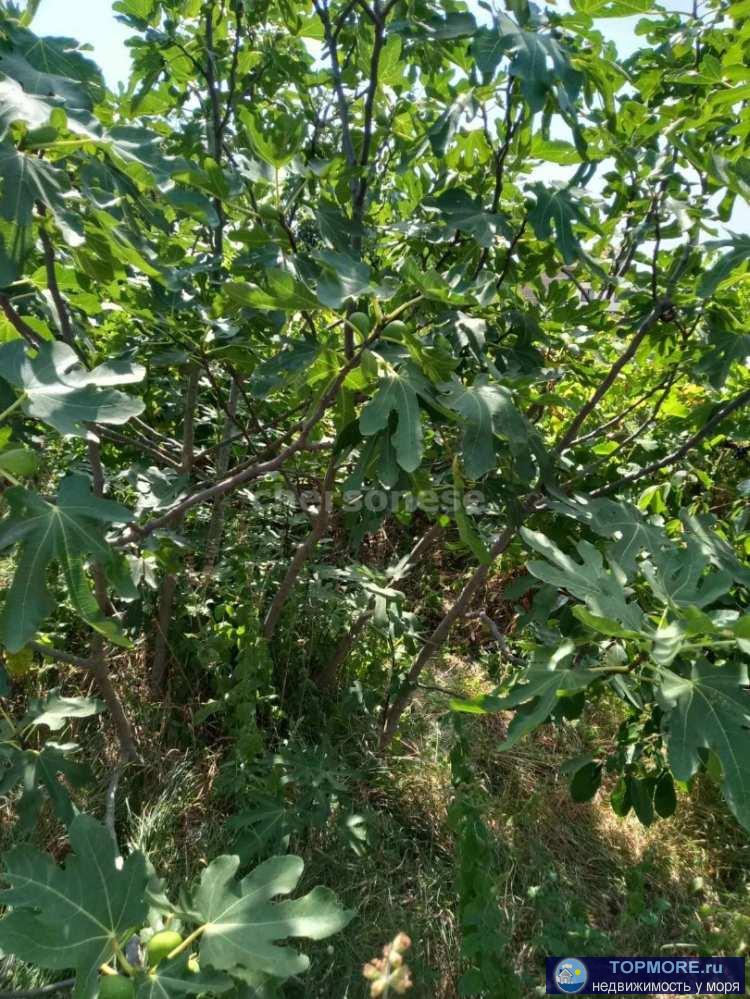 Продается участок 7 сот. СНТ Водоканал 1 Нахимовский район.Участок ровный, прямоугольный, рядом лес, соседи активно... - 1