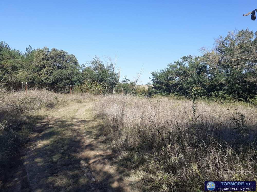 Ровный участок в балке Бермана, закрытый от всех ветров Фиолента. Идеально для дачи: рядом сосновый лес, земля -... - 2