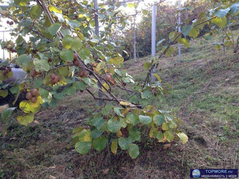 Лот № 171958. Продаю прекрасный 2-этажный дом в Адлере, снт луч-2Общая площадь - 87,1 м2 с ремонтом, на участке... - 1