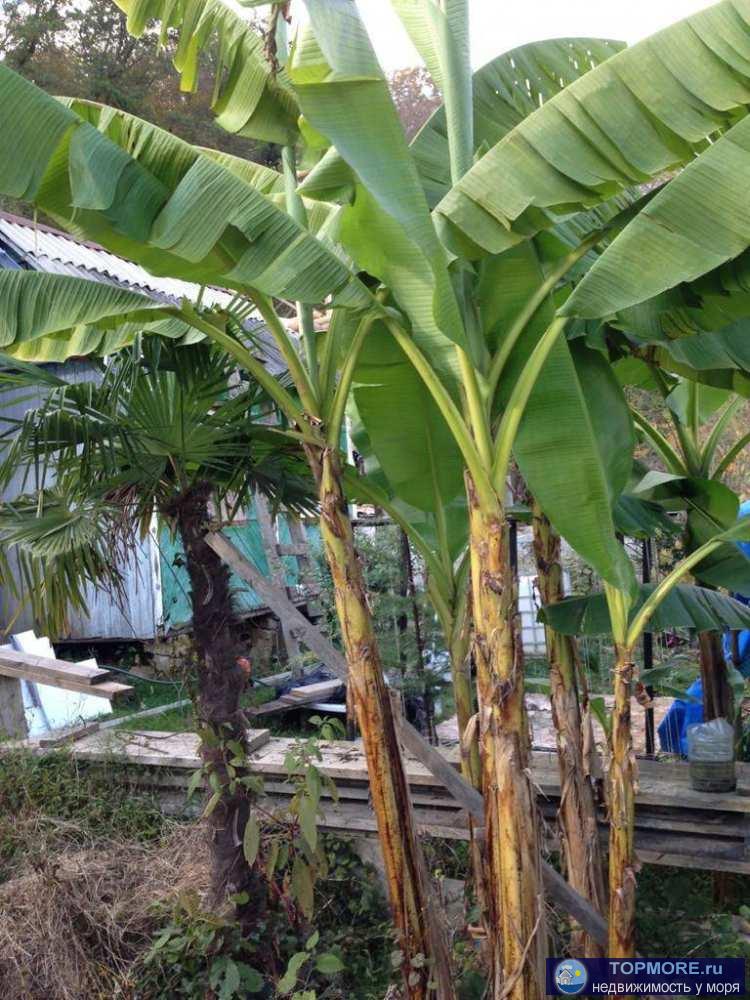 Лот № 171958. Продаю прекрасный 2-этажный дом в Адлере, снт луч-2Общая площадь - 87,1 м2 с ремонтом, на участке... - 2