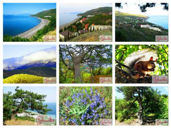 Пансионат 'Орхидея' в курортном поселке Приветное (курорт Канака), Алушта, Крым  Всего 1 минута до Черного моря,... - 3