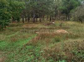 Участок земли в садоводческом товариществе для продажи. Общая...