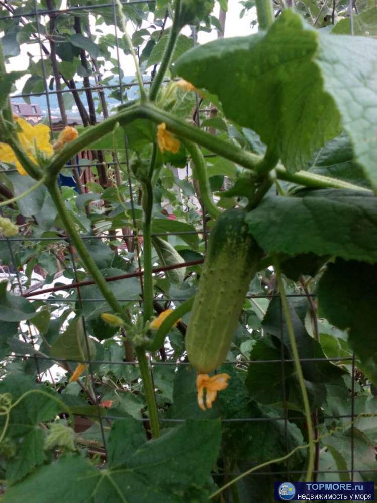 Продается дом на переулке вертолетный. 4 сотки земли, виноградник, огород, плодовые деревья, летний домик, курятник.... - 1