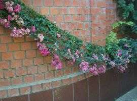 Прекрасный участок , полностью озеленен , один дом двухэтажный ,...