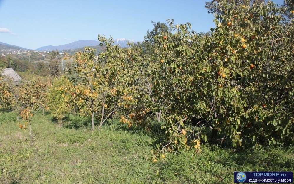 Продам земельный участок в Нижней Шиловке ул.Комарова Адлерский р-н, Плодоносящий сад много хурмы, инжир, яблоки,...